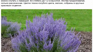 Перовския Красивые цветы для дома и сада