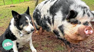 Farm Dog Becomes The Best Pig Dad In The World | Cuddle Friends