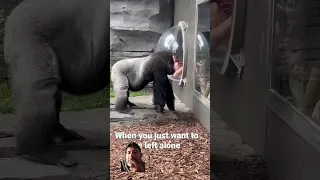 new funny videos #gorilla #animals #zoo #funny #monkey #zoolife #gorillamode #cute #gorillahouse