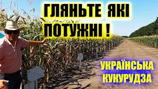 🌽ДЕ САМІ БІЛЬШІ "КАЧАНИ" ФАО ВІД 160 ДО 500 КУКУРУДЗА на демо полі