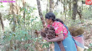 Un día en el bosque buscando tierra buena para mis plantas 😀😀