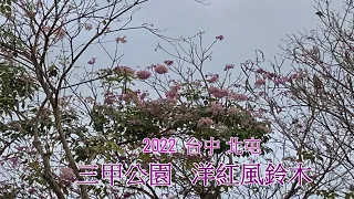 2022- 1 台中 北屯 三甲公園  洋紅風鈴木