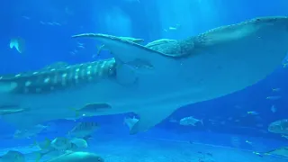 Churaumi Aquarium Okinawa츄라우미 수족관오키나와  美ら海水族館沖縄