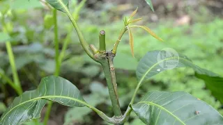 5 Grafting Ideas For Mango Tree | Real Not Entertainment Purpose!
