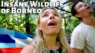 Flying To Borneo Just For That ONE MOMENT! A Crazy Wildlife Experience