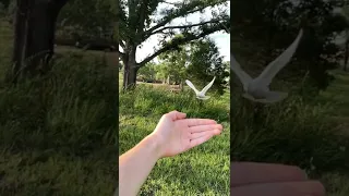 Her pet pigeon, Cricket, is so good at flying back to her #pigeon #pigeons #bird #petbird