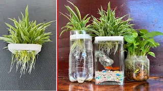 SUPER BEAUTIFUL IDEA Growing Spider Plants in water to develop many roots