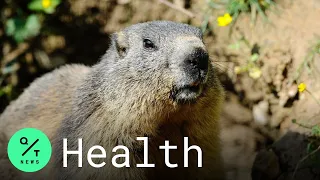 Mongolian Teen Dies of Bubonic Plague After Eating Infected Marmot
