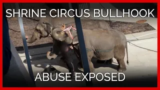 Shrine Circus Bullhook Abuse