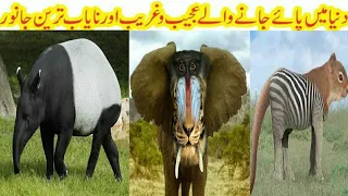 Top 10 Rarest Animals In The World |Versatile dani .