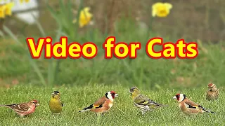 Videos for Cats : Birds Galore - 8 HOURS