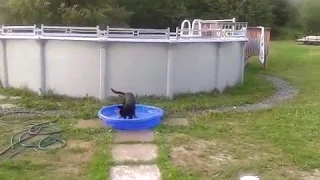 Hawk Snatches Puppy From Pool