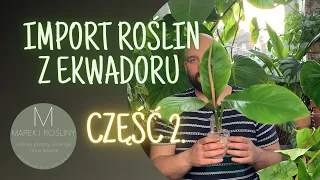 Import roślin z Ekwadoru część 2.