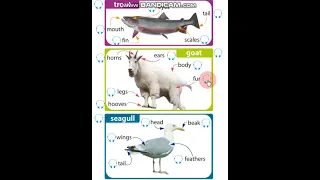 Excel 5 Module 7 Parts of animals