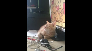 How to make cat sleep :)