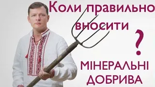 Коли правильно вносити мінеральні добрива? Вегетація пшениці. Вегетація ріпаку. Обговорення з дідом.