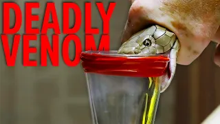 Deadliest Job in the World - Snake Milker Top 10!