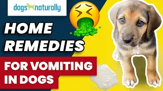 Home Remedies For Vomiting In Dogs