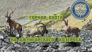 Горная Охота на джунгарского козерога 2022. Mid Asian ibex hunting