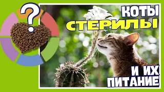 В чём полезность паучей для стерилизованных кошек? Cat Sterilised