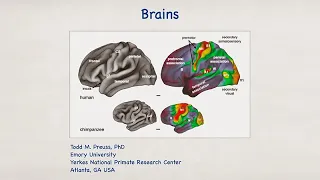 Exploring The Human-Ape Paradox: Todd Preuss - Brains