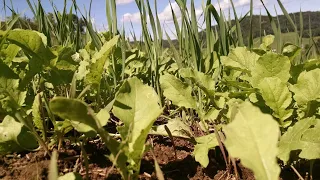 The POWER of Winter Rye for Whitetail Food Plots