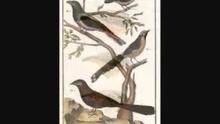 Louis-Claude Daquin, Le Coucou, Keulemans, Martinet, Audubon