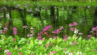 2020奥日光千手が浜クリンソウ Primula japonica 4k