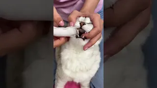 How to brush a cat's teeth🦷