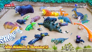 Muddy Adventure: Exploring Wild Animals and Dinosaurs for Kids | Kidiez World TV Live!