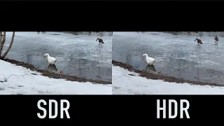 SDR vs. HDR (3.1.21 - Day 2436) #iPhone12ProMax