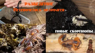 Разведение Heterometrus sp.spinifer. Новые скорпионы