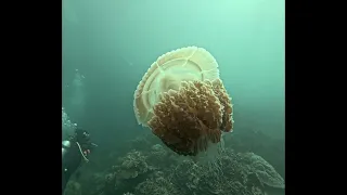 Real mosaic jellyfish (Versuriga anadyomene) saves lives of smaller fish