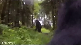 Camera on on dog films bigfoot. Breakdown