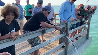 Goliath grouper at Naples Pier