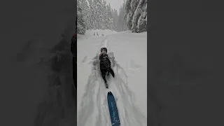 Breaking Trail in a Blizzard at Trillium Lake Sno-Park. Deep powder for my dog.