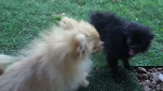 Crazy Feisty Tiny Pomeranian Puppies Fighting! Mimi & Momo