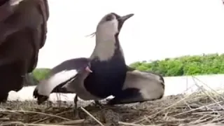 Птица до последнего защищает свои яйца / The bird protects its eggs to the last