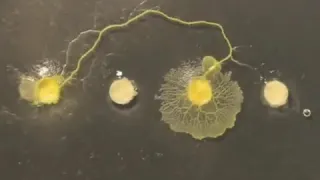 Slime mold searching for food