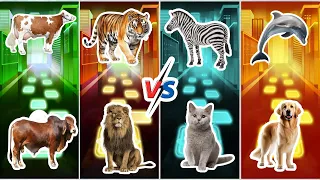 Funny Cow 🐄🆚 Funny Tiger 🐯🆚 Funny Zebra 🦓🆚 Funny Dolphin 🐬🆚 Funny Bull 🐃 🆚 Who Will Win?