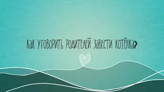 Как уговорить родителей завести котёнка?