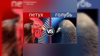 Голубь защищает своё гнездо