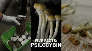 Five Facts: Psilocybin mushrooms