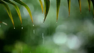 Relaxing Piano Music & Rain Sleep Music, Meditation Music, Soothing Music, Calming Music