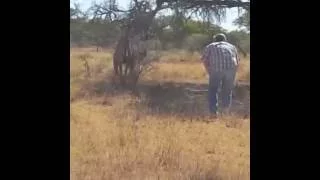 MAN CATCHING KUDU BY THE HORNS