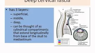 ENT - Deep neck space infections part 01 16-12-2011 Self-learning tutorial