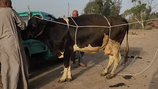 علاج العرج عرج شديد معالجة عرج حافر بقرة خراج الحافر سوسة 👍👍