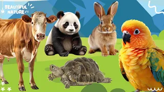 The sound of the bustling animal world: Cow, Panda, Rabbit, Parrot, Turtle