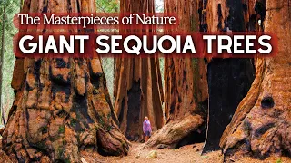 The Ancient Story of Giant Sequoia Trees | The World's Largest Trees - Natural Wonders 4