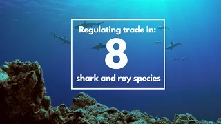 Global Efforts to Protect Sharks